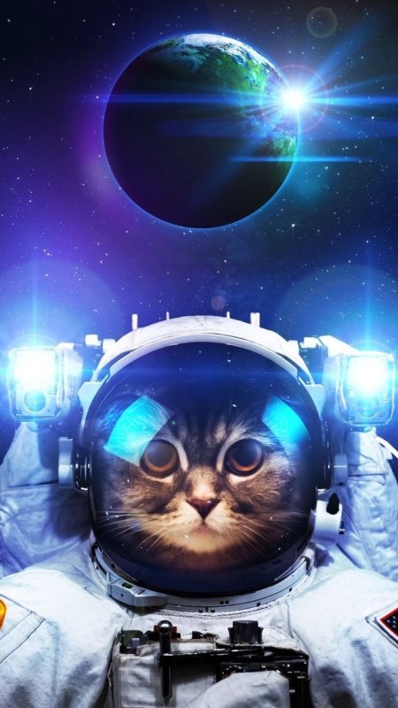 Котик космонавт
