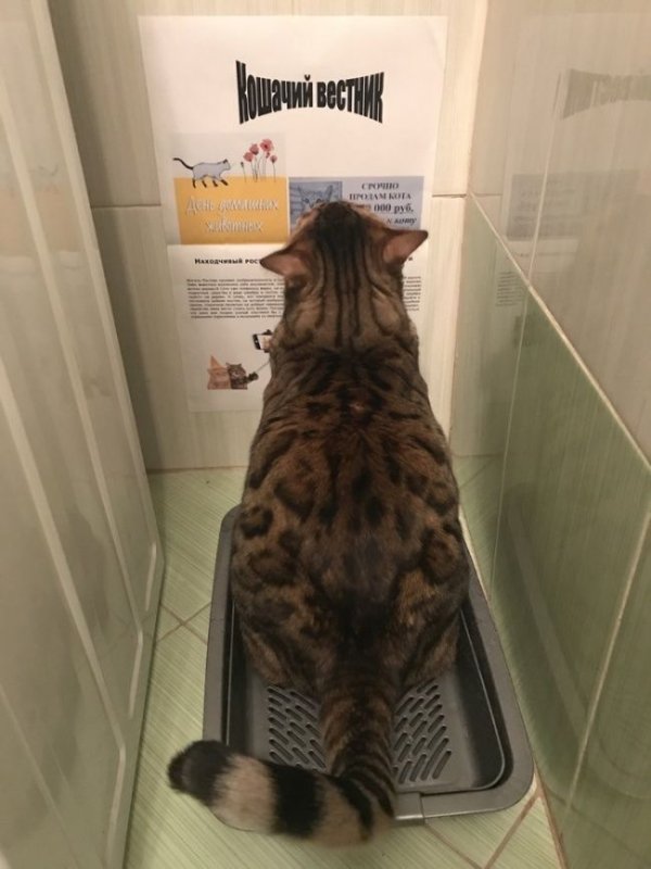 Кошки картинки прикольные