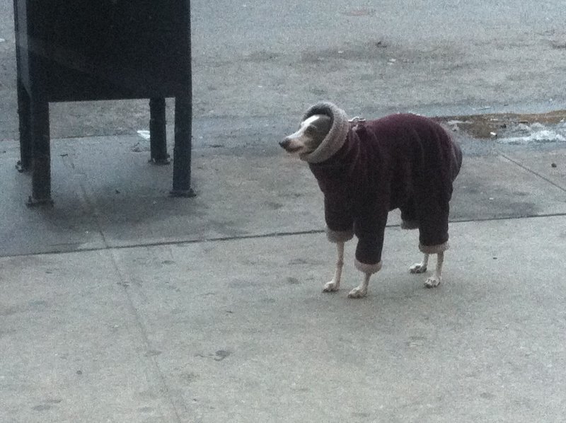 Ппц дубачелло кот Мем