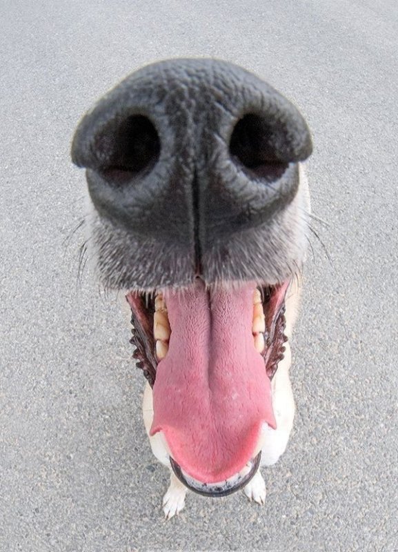 Смешные носы собак