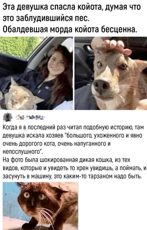 Девушка нашла койота