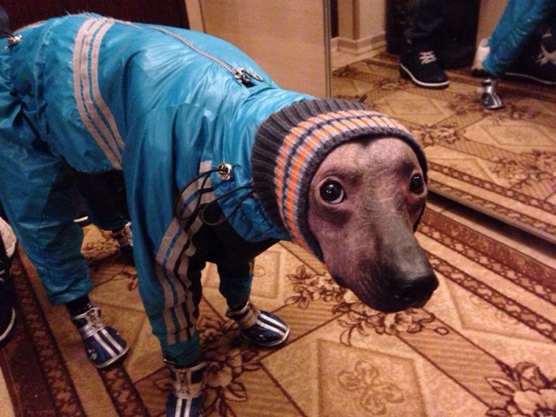 Собака в куртке
