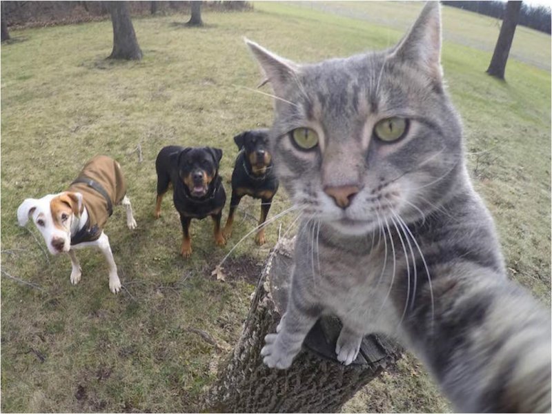 Смешной кот селфи