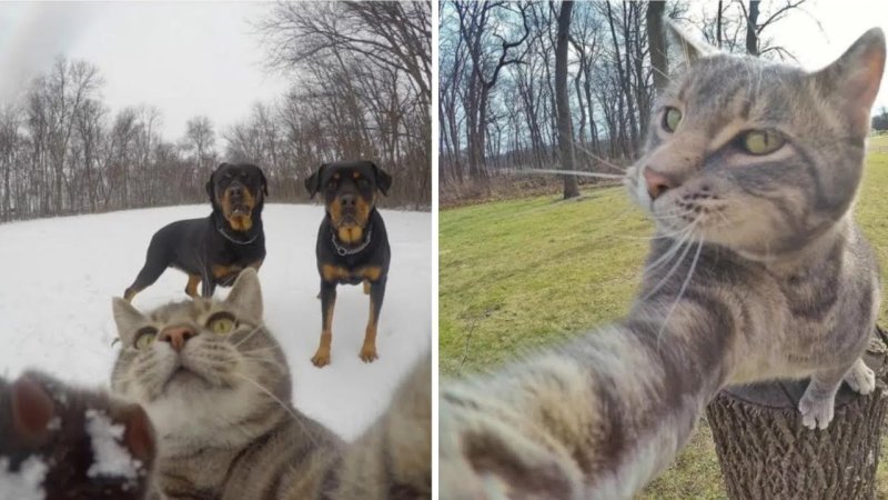 Селфи кота с собаками