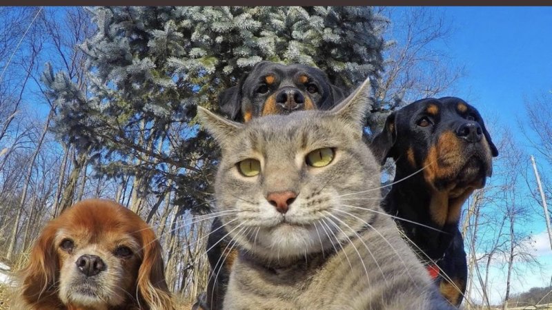 Смешные картинки с животными