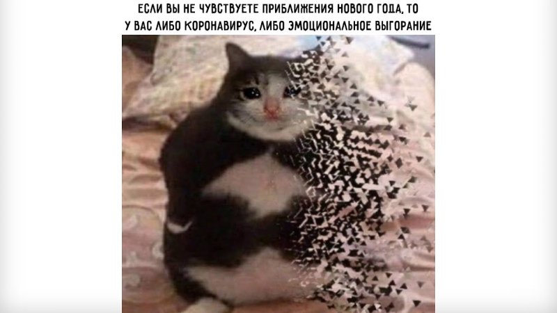 Кот растворяется