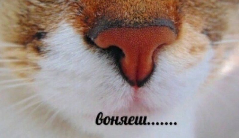 Кошачий нос