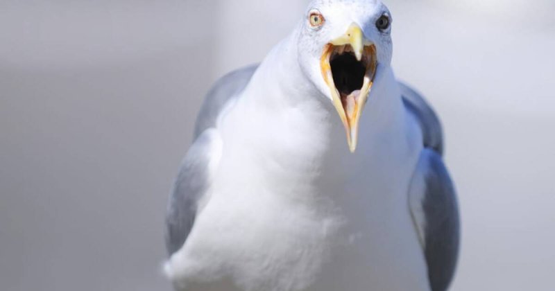 Может чайку