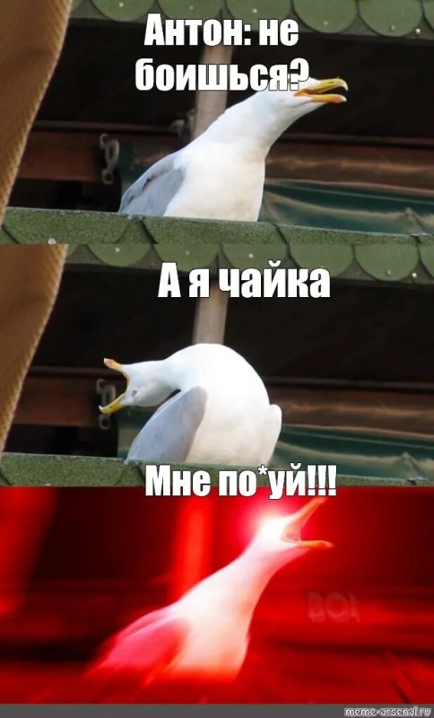 Эрен Чайка Мем