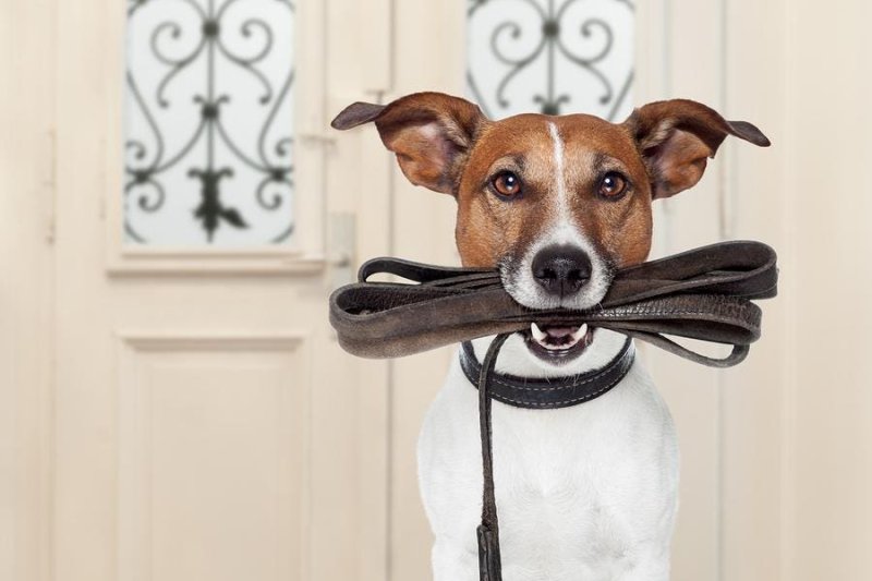 Щенок держит в зубах поводок