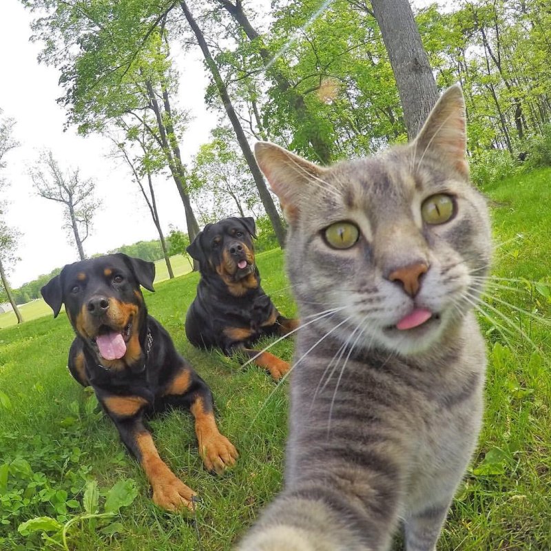 Селфи кота с собаками