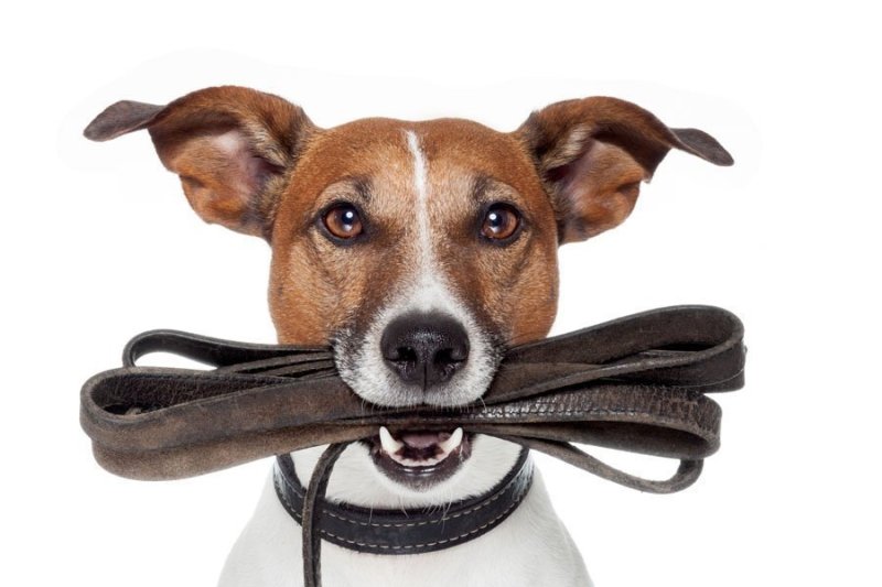 Поводок для собак