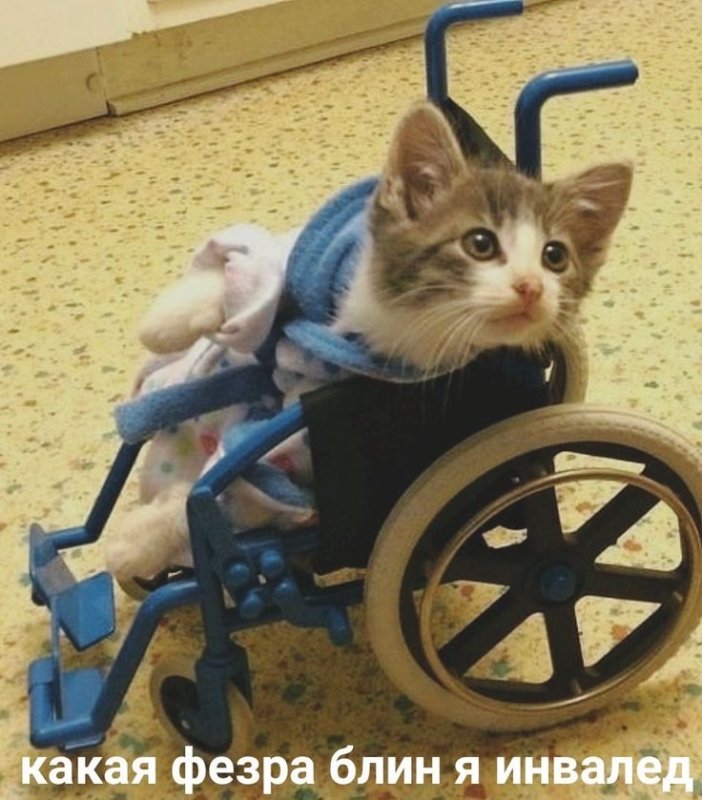 Коляска для кошек инвалидов