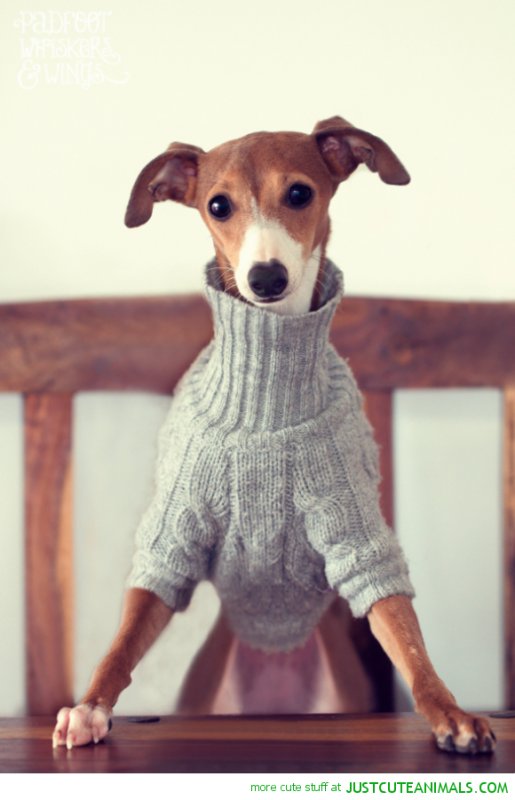 Свитер для собачки