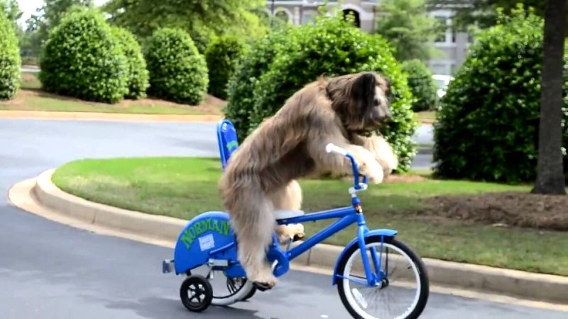 Собака едет на велосипеде