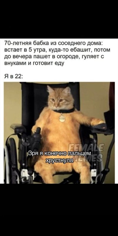 Кот в коляске