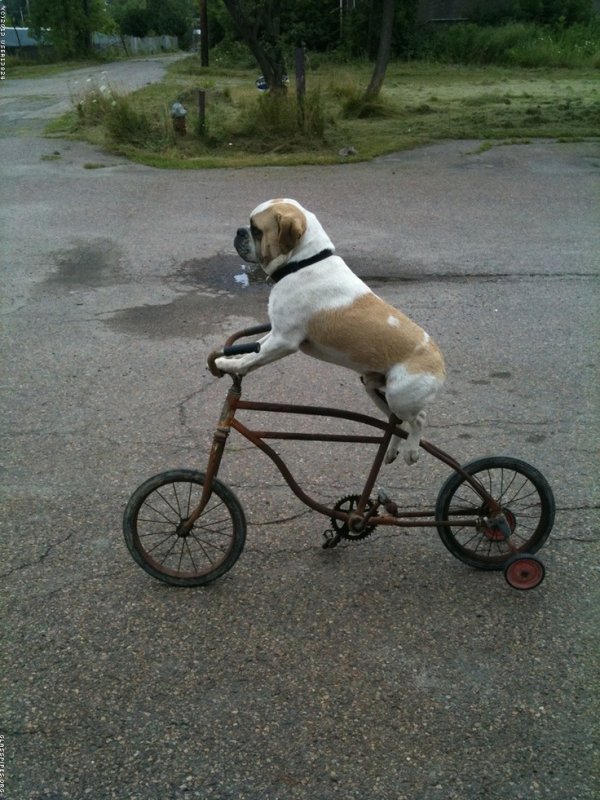 Смешные велосипеды