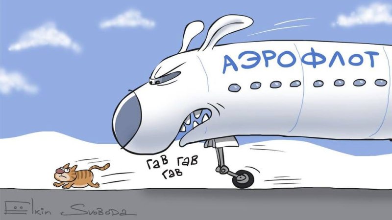 Кот в самолете