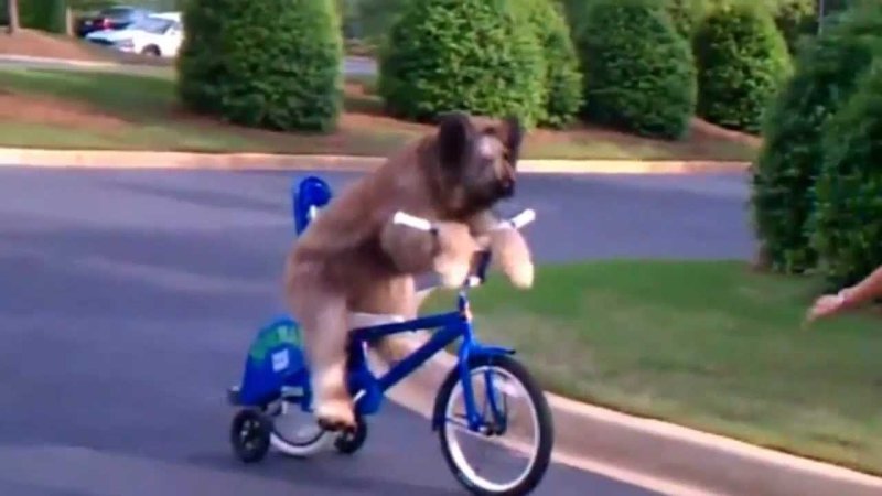 Собака с человеком на велосипеде