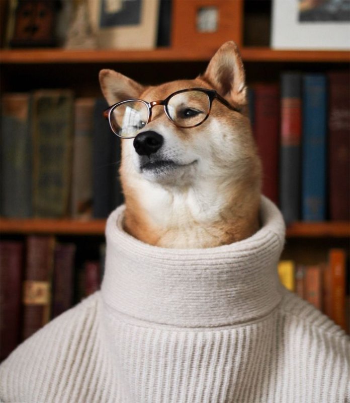 Песик в свитере