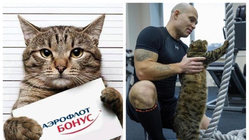 Кот Виктор мемы