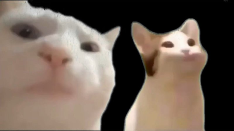 Кот кивает головой Мем