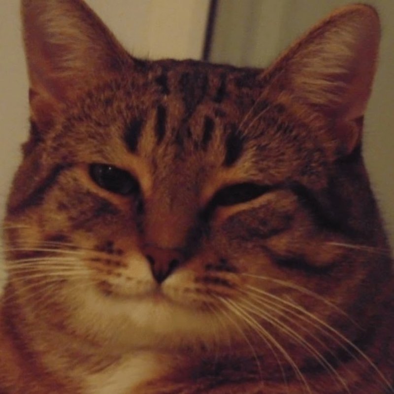 Кивающий кот