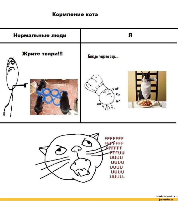 Мемы про котов