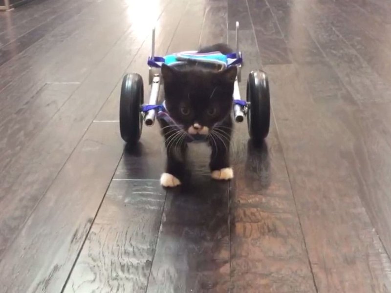 Кот в инвалидной коляске