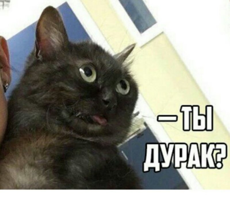 Кот Мем