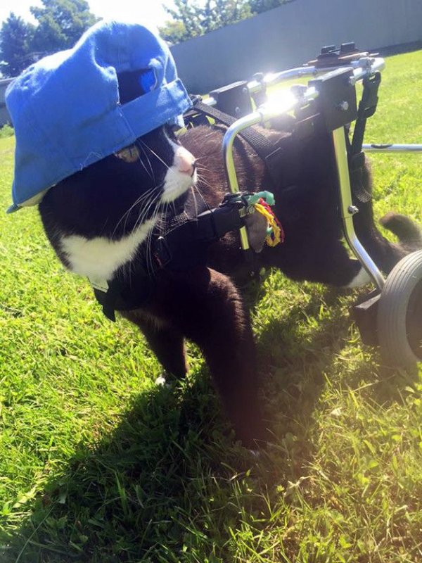 Смешной кот инвалид