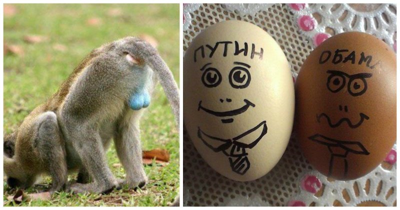 Яйца прикольные картинки