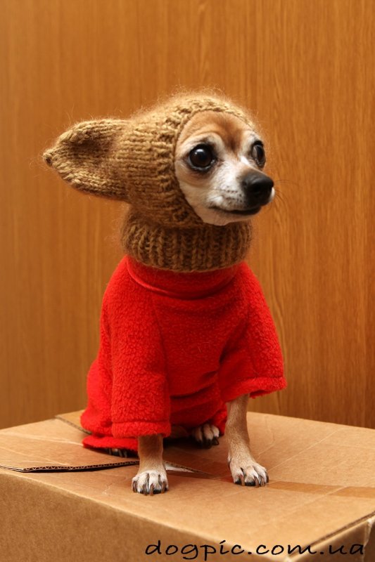 Смешные собаки