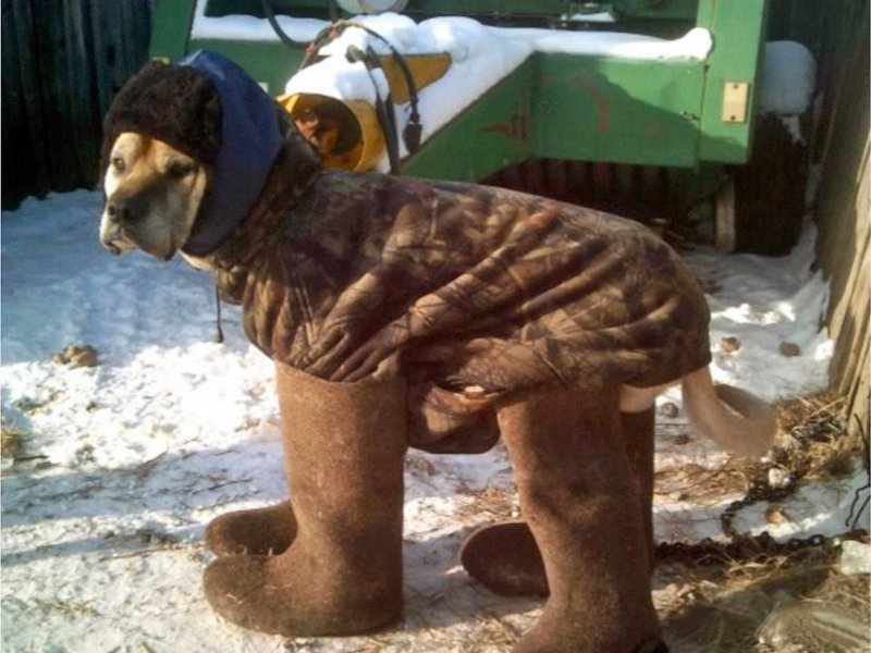 Собака в телогрейке