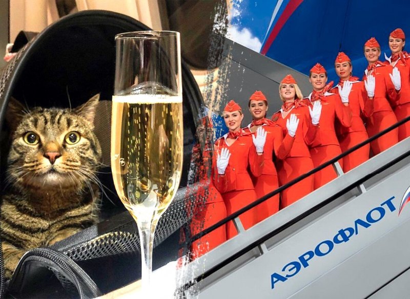 Толстый кот Виктор Аэрофлот