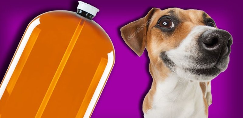 Джек Рассел и кега