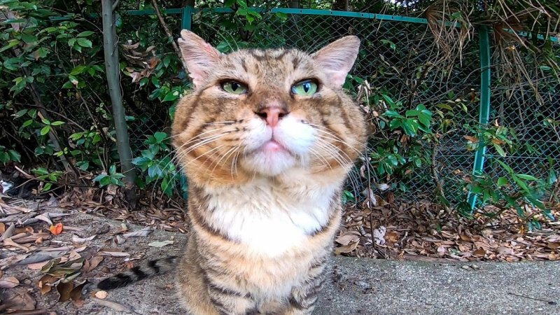 Кот из тик тока