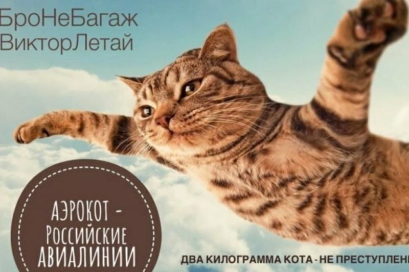 Реклама с котиками