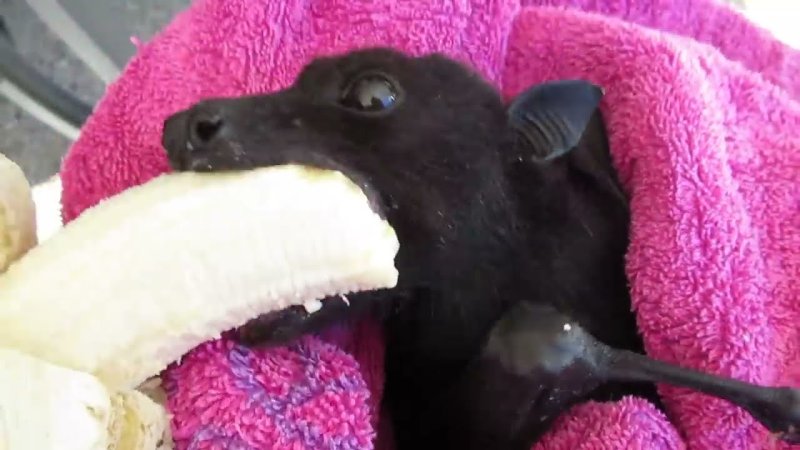 Летучая мышь кушает