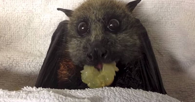 Крылан фруктоед