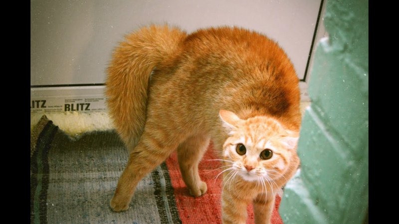 Рыжая кошка в стойке