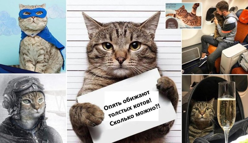 Кот Виктор Аэрофлот мемы