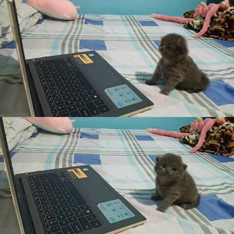 Котенок за компьютером