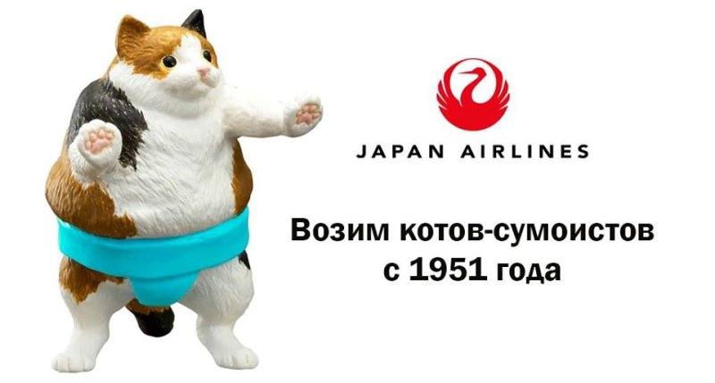 Мемы про Толстого кота и Аэрофлот