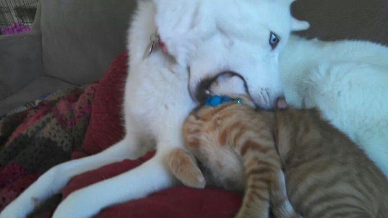 Собачка Кусь