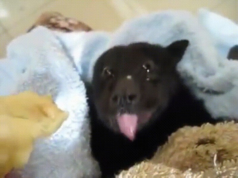 Что едят летучие мыши