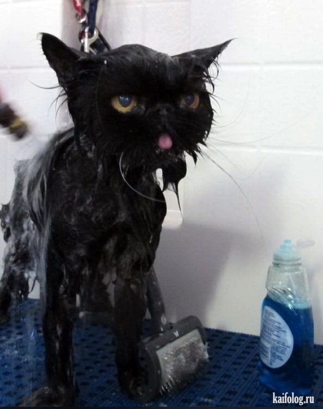 Мокрая кошка