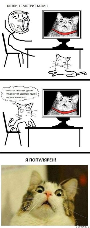 Мемы про котов