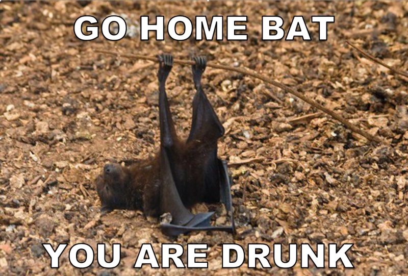 Чучело летучей мыши Мем