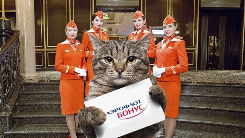 Кот Виктор Аэрофлот мемы